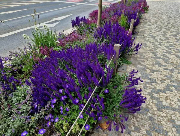 Yol boyunca mavi ve mor bilgeler çiçek açar, şehrin sıcak ikliminde mutlu bir şekilde büyür ve pastel renkler, bahçe çitleri ve kule blokları ile çiçeklenir. ed