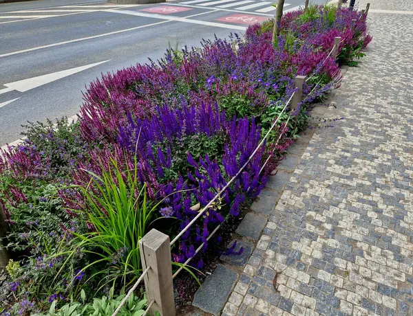 Yol boyunca mavi ve mor bilgeler çiçek açar, şehrin sıcak ikliminde mutlu bir şekilde büyür ve pastel renkler, bahçe çitleri ve kule blokları ile çiçeklenir. ed