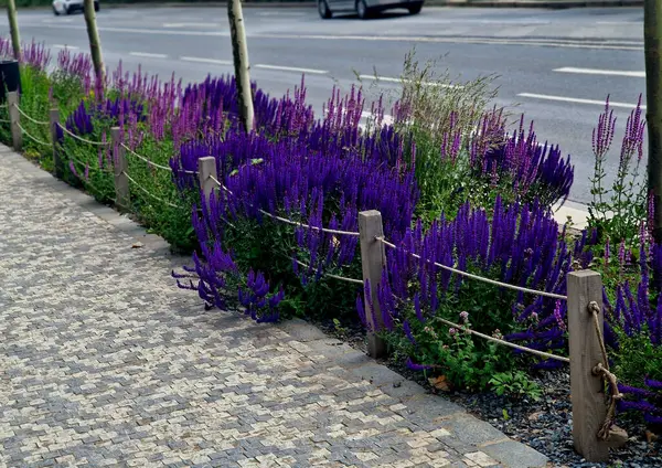 Yol boyunca mavi ve mor bilgeler çiçek açar, şehrin sıcak ikliminde mutlu bir şekilde büyür ve pastel renkler, bahçe çitleri ve kule blokları ile çiçeklenir. ed