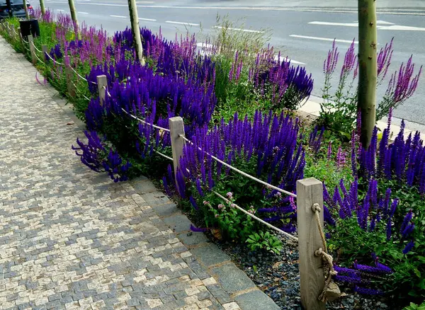 Yol boyunca mavi ve mor bilgeler çiçek açar. Sıcak kentsel iklimde, gelişir ve pastel renklerde çiçek açarlar. Güzellik ürünleri ve kozmetik ürünleri için arka plan, yaz tişörtleri ve tişörtler.