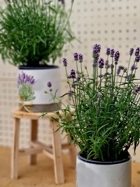 Tenceredeki lavanta satılık. İç dekorasyon için Provence tarafından boyanmış resim