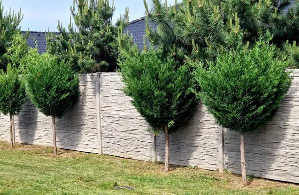 Selvi hibrit hızla büyür ve güzel kozalaklı gri, yeşil çalılar oluşturur. İnce ve geniş. Kalkanlar yol gibi beton bir duvar gibidir. Beton duvar, yoğun kesim çiti. ağaç gövdesi