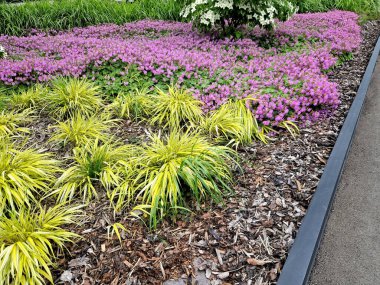 Aurea Bowles 'un Altın Sahası, eşsiz sarı yapraklarını yansıtır. Göllerde ve derelerde koyu yeşil kenarları vardır.