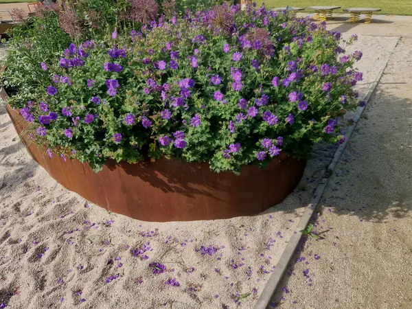 Çiçek tarlasının oval elipsi paslı metal bir levha ile kaplıdır. Uzun ömürlüler çiçek açıyor. Park özellikleri ve çocuk parkı olan kum havuzu. yuvarlak kenar, basamak, beton