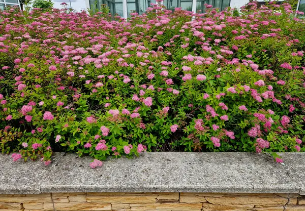 Sokaktaki çiçek tarhındaki sarı yapraklı alçak çalılar, küre şeklinde. Küçük, küresel bir çalı oluşturur. Bu düşük yaprak döken çalı çok yavaş büyüyor. Yapraklar küçük, basit ve tırtıklı.