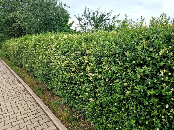 Bahçenin etrafındaki çitlerin yuvarlak şekilleri. Türünüz sırayla ritim tutar.