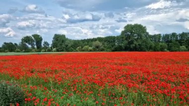 Bunlar savaş mezarlıkları. Çevrelerindeki çayırlardaki derin taş yaraları siper savaşına tanıklık ediyor. Birinci Dünya Savaşı..