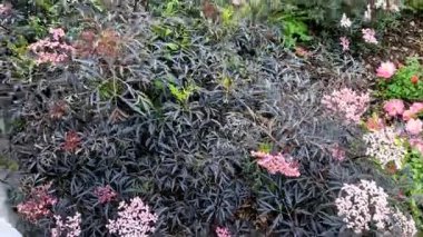 Yoğun küresel bir çalı oluşturur. Bu tarlanın yaprakları ilkbaharda filizlenen akçaağaçlar gibi derinden kesilmiş.