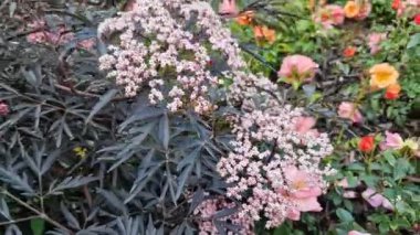 Yoğun küresel bir çalı oluşturur. Bu tarlanın yaprakları ilkbaharda filizlenen akçaağaçlar gibi derinden kesilmiş.