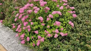 Sokaktaki çiçek tarhındaki sarı yapraklı alçak çalılar, küre şeklinde. Küçük, küresel bir çalı oluşturur. Bu düşük yaprak döken çalı çok yavaş büyüyor. Yapraklar küçük, basit ve tırtıklı.