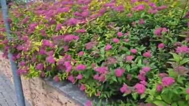 Sokaktaki çiçek tarhındaki sarı yapraklı alçak çalılar, küre şeklinde. Küçük, küresel bir çalı oluşturur. Bu düşük yaprak döken çalı çok yavaş büyüyor. Yapraklar küçük, basit ve tırtıklı.