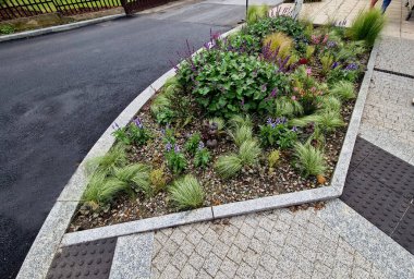 Yol boyunca mavi ve mor bilgeler çiçek açar. Sıcak kentsel iklimde, gelişir ve pastel renklerde çiçek açarlar. Güzellik ürünleri ve kozmetik ürünleri için arka plan, yaz tişörtleri ve tişörtler.