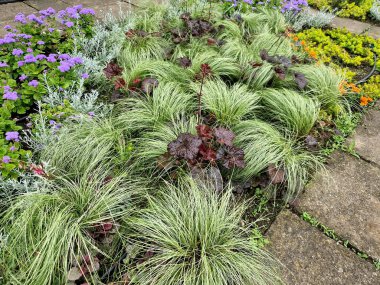 Yol boyunca mavi ve mor bilgeler çiçek açar. Sıcak kentsel iklimde, gelişir ve pastel renklerde çiçek açarlar. Güzellik ürünleri ve kozmetik ürünleri için arka plan, yaz tişörtleri ve tişörtler.