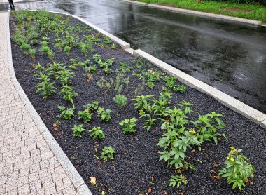 Yoldan gelen su kaldırımdaki boşluklardan ve asfaltın kenarlara doğru eğiminden emilir. Ebedi çiçek yatakları büyüme için suyu emer. Çakıl taşlarıyla gübreleme