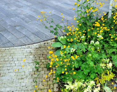 İlkbaharın sonlarında, çift parlak sarı çiçek panikleriyle koyu yeşil yapraklar oluşturan hoş, dik büyüyen bir daimi yıl.