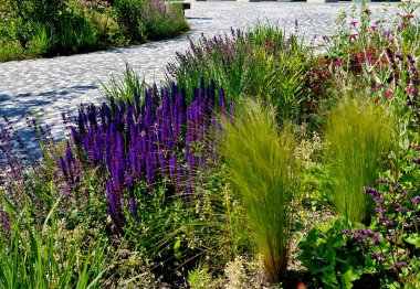 Yol boyunca mavi ve mor bilgeler çiçek açar. Sıcak kentsel iklimde, gelişir ve pastel renklerde çiçek açarlar. Güzellik ürünleri ve kozmetik ürünleri için arka plan, yaz tişörtleri ve tişörtler.