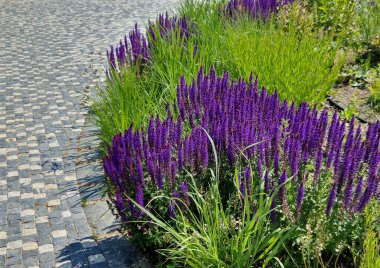 Yol boyunca mavi ve mor bilgeler çiçek açar. Sıcak kentsel iklimde, gelişir ve pastel renklerde çiçek açarlar. Güzellik ürünleri ve kozmetik ürünleri için arka plan, yaz tişörtleri ve tişörtler.