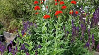 Teras ve rattan yapılmış hasır sandalyeler. Gayri resmi çiçek saksıları gri kalaslarla kaplı bir terasta ahşap bir bahçe.