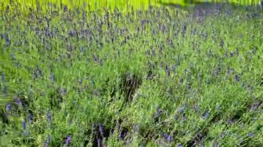 Kaldırımda beton bir su oluğuyla birlikte sarı çiçeklerin çiçek tarhında yetişir. Gübre, dalların organik kalıntılarından elde edilen bir odun parçasıdır. Büyük demetler halinde gri lavanta