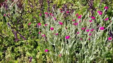 Temmuz 'dan Ağustos' a kadar pembe mor çiçekler açar. Bu çiçekler, gümüşi kıllı yaprakların arka planında güzel durur..