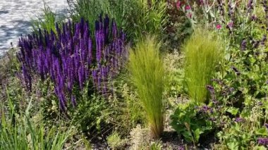 Temmuz 'dan Ağustos' a kadar pembe mor çiçekler açar. Bu çiçekler, gümüşi kıllı yaprakların arka planında güzel durur..