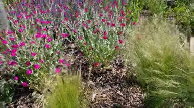 Temmuz 'dan Ağustos' a kadar pembe mor çiçekler açar. Bu çiçekler, gümüşi kıllı yaprakların arka planında güzel durur..