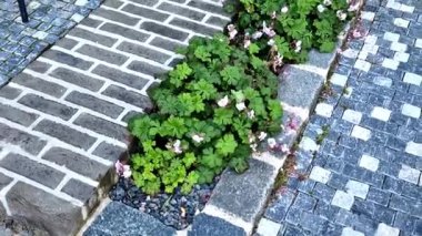 Uzun ömürlü çiçeklerle ve otlarla dolu kare taş kaldırım taşları, granit kaldırımlar mor beyaz ve sarı paskalya otları şehir parkında, kule bloklarında, dış ofis binalarında adaçayı ile süslenmiş.