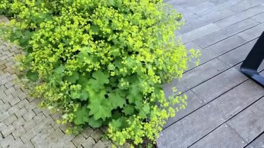 Alchemilla Mollis genellikle İngilizce 'de Lady' s Mantle olarak bilinir. Yumuşak, istiridyeli, açık yeşil yapraklı ve narin bitkileriyle bilinen bir bitkidir.