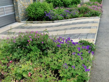 Bahçelerde, parklarda ve diğer bahçıvanlık projelerinde çok çeşitli kullanım alanları olan son derece plastik bitkiler. Bu uzun ömürlü canlıların bir kısmı kaldırım boyunca çiçek açar..