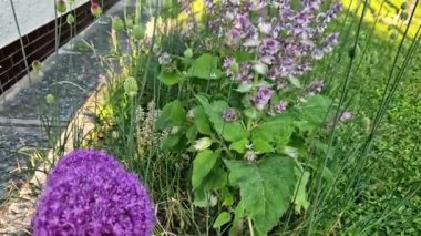 Bu türün adaçayı çiçekleri, pembe, mavi, mor veya yeşil kenarlı beyaz olan geniş, oturabilir ve geniş ovat braklarıyla desteklenir.