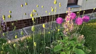 Bu türün adaçayı çiçekleri, pembe, mavi, mor veya yeşil kenarlı beyaz olan geniş, oturabilir ve geniş ovat braklarıyla desteklenir.