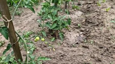 Küçük bir bahçede her yatak için birden fazla mahsul avantajlıdır. Domateslerin gölgesinde marul yetişir. Permakülde olduğu gibi çeşitli karışık ürünler..