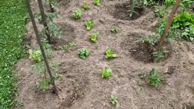 Küçük bir bahçede her yatak için birden fazla mahsul avantajlıdır. Domateslerin gölgesinde marul yetişir. Permakülde olduğu gibi çeşitli karışık ürünler..