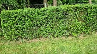 Porsuk çitleri çok dar bile şekillendirilebilir. Yavaş büyür ve daha derin bir kesiğe dayanabilir. Komşudan mükemmel bariyer