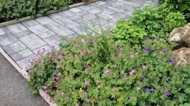 Bahçelerde, parklarda ve diğer bahçıvanlık projelerinde çok çeşitli kullanım alanları olan son derece plastik bitkiler. Bu uzun ömürlü canlıların bir kısmı kaldırım boyunca çiçek açar..