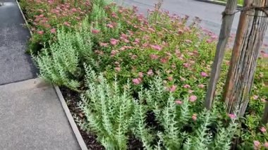 Pembe, beyaz çalılar alçak kaplama dikerler. Çiçek açan çalıların ayrıntıları haziran ve temmuz aylarında 1 metreye kadar çiçek açar. Şehre uygun olmayan otopark.