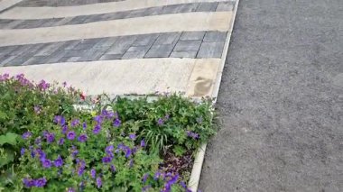 Bahçelerde, parklarda ve diğer bahçıvanlık projelerinde çok çeşitli kullanım alanları olan son derece plastik bitkiler. Bu uzun ömürlü canlıların bir kısmı kaldırım boyunca çiçek açar..