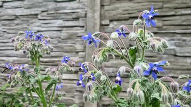 Tohumlar kullanılıyor. Borage bitkisi gerekli yağ ve silisyum asidi içeriyor. Taze boraj C vitamini bakımından zengindir. Tohumda bir sürü garnalinolenik asit vardır. Gerekli yağ salgını etkiler. 