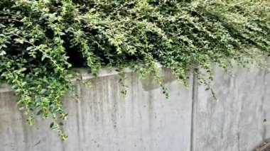  Her bahçede bulunabilecek yemyeşil, yastık yetiştiren bir kronometre. Dik yamaçların, kayaların ve her iki saksıda çok iyi kullanılan bitki örtüsünün ideal bir çeşididir. 