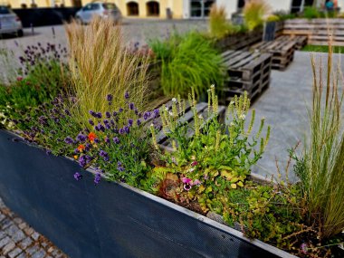 Gri kutulardaki lavantalar terastaki açık hava restoranının oturma alanının sınırında. Geri dönüşümlü paletlerden yapılmış saksılardaki çiçekli otlar ve uzun ömürlü bitkiler., 