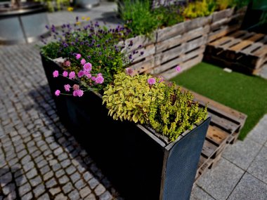 Gri kutulardaki lavantalar terastaki açık hava restoranının oturma alanının sınırında. Geri dönüşümlü paletlerden yapılmış saksılardaki çiçekli otlar ve uzun ömürlü bitkiler., 