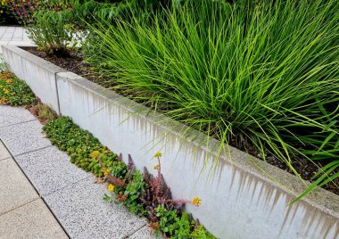 Saf betondan yapılmış bir istinat duvarı, arkasında sarı çiçekler açıyor, sedum bitkileri duvarın dibinde, kaldırım taşlarındaki bir çatlakta yetişiyor, hepsi sulu.