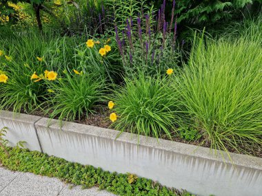 Saf betondan yapılmış bir istinat duvarı, arkasında sarı çiçekler açıyor, sedum bitkileri duvarın dibinde, kaldırım taşlarındaki bir çatlakta yetişiyor, hepsi sulu.