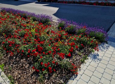 Şehirde yeni beton kaldırım döşemeleri. Caddedeki yataklarda güzel kırmızı ve yeşil güller ve büyük çiçekler vardı. İngiltere 'de kırsal kalkınma projesi