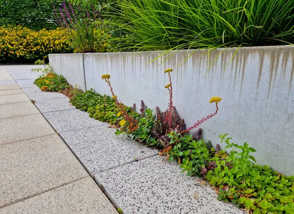 Saf betondan yapılmış bir istinat duvarı, arkasında sarı çiçekler açıyor, sedum bitkileri duvarın dibinde, kaldırım taşlarındaki bir çatlakta yetişiyor, hepsi sulu.