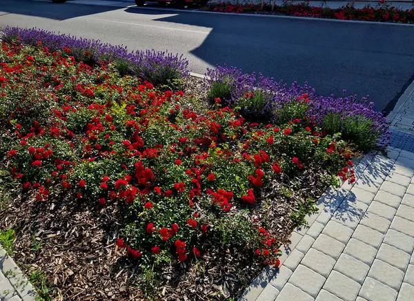 Şehirde yeni beton kaldırım döşemeleri. Caddedeki yataklarda güzel kırmızı ve yeşil güller ve büyük çiçekler vardı. İngiltere 'de kırsal kalkınma projesi