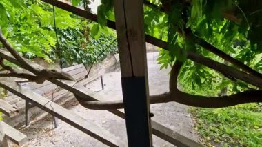 Ahşap pergola ve pleksiglas çatılı teras. Sarmaşıklar geriliyor, kirişlerin altında sürünüyorlar. Bahçe ya da park. Karla kaplı sadece belli bir yük pleksiglass, sarmaşık, üzüm bağı var.