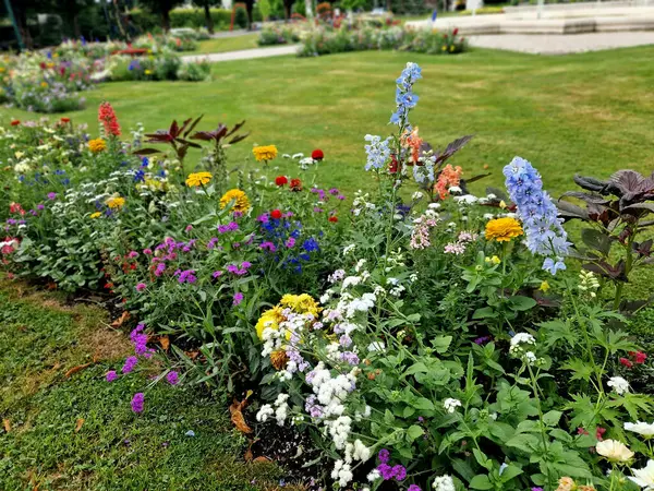 Çimenlikteki dikdörtgen bir parkta yıllık çiçek tarhı. Yayaların olduğu bölgede mükemmel bir çiçek tarhı beyaz ve mor renkli banklar, merdiven, duvar