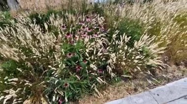 Tüylü melic ya da ipek başak melic, Poaceae familyasından Avrupa 'ya özgü bir bitki türü.,