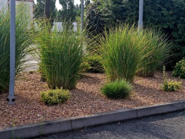 Narin yapraklardan oluşan taze, koyu yeşil rengi aynı zamanda zarif ve lüks görünüyor. Çok yoğun büyüyor. Hafifçe sarkık yaprak uçları bitkiye gerçekten zarif bir görünüm verir.